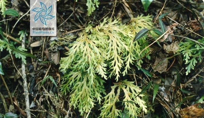 卷柏不是蕨类植物（揭秘卷柏的真正身份）-第2张图片-绿意生活