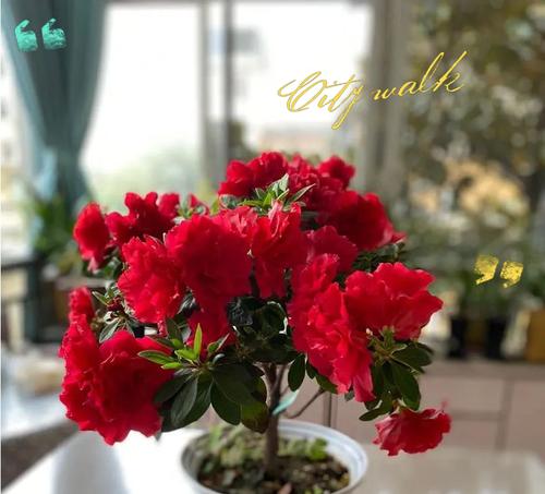 杜鹃为何结花苞却不开花？（探究杜鹃不开花的原因及应对方法）-第3张图片-绿意生活
