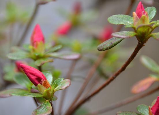 杜鹃为何结花苞却不开花？（探究杜鹃不开花的原因及应对方法）-第1张图片-绿意生活