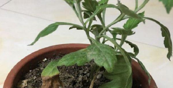 菊花移盆后如何处理根部受损问题（菊花移盆后出现根部受损如何救治，）-第2张图片-绿意生活