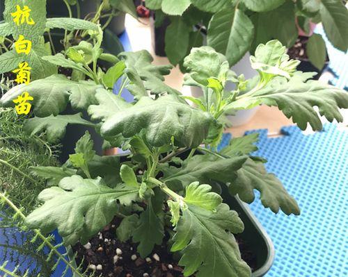 菊花移盆后如何处理根部受损问题（菊花移盆后出现根部受损如何救治，）-第3张图片-绿意生活