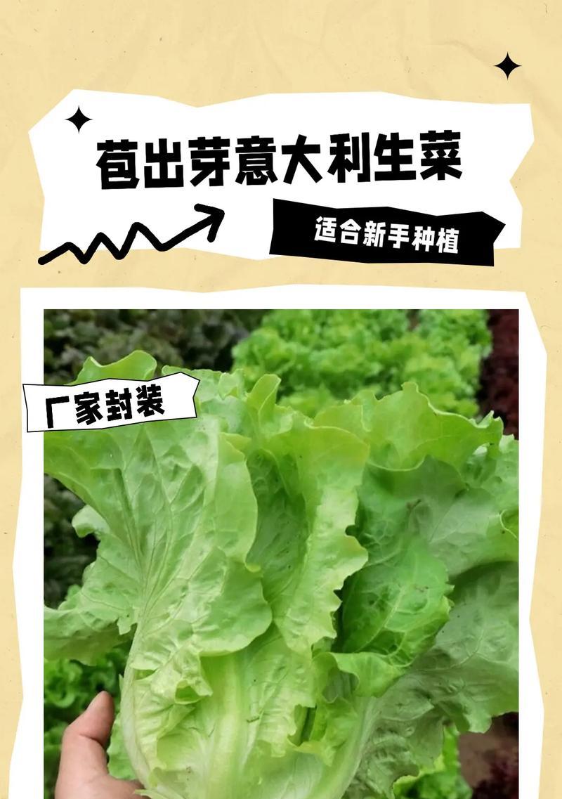 掌握生菜种植技巧，助你种出优质蔬菜（以生菜种子怎么种才能出得好，关键在于科学方法与精细管理）-第3张图片-绿意生活