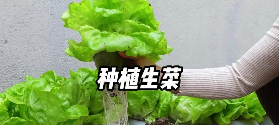 掌握生菜种植技巧，助你种出优质蔬菜（以生菜种子怎么种才能出得好，关键在于科学方法与精细管理）-第2张图片-绿意生活