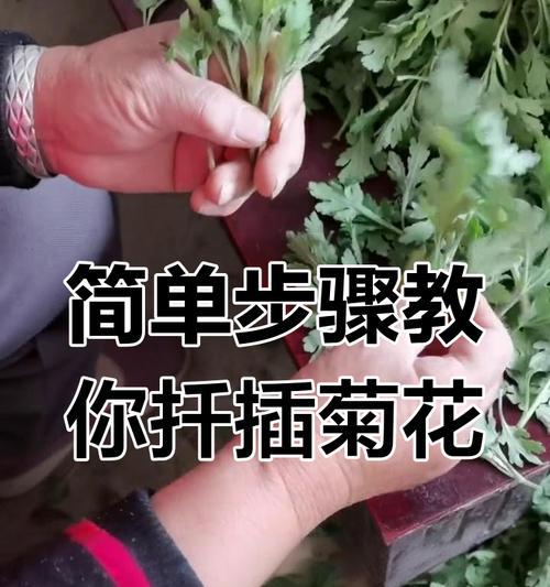四季菊花的扦插繁殖技巧（快速了解四季菊花的扦插繁殖方法，打造美丽花园）-第1张图片-绿意生活
