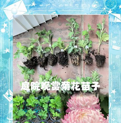 四季菊花的扦插繁殖技巧（快速了解四季菊花的扦插繁殖方法，打造美丽花园）-第2张图片-绿意生活