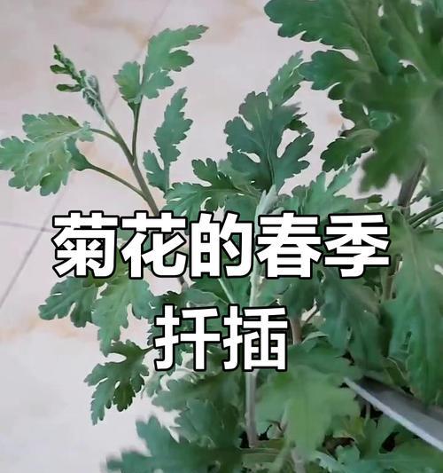 四季菊花的扦插繁殖技巧（快速了解四季菊花的扦插繁殖方法，打造美丽花园）-第3张图片-绿意生活