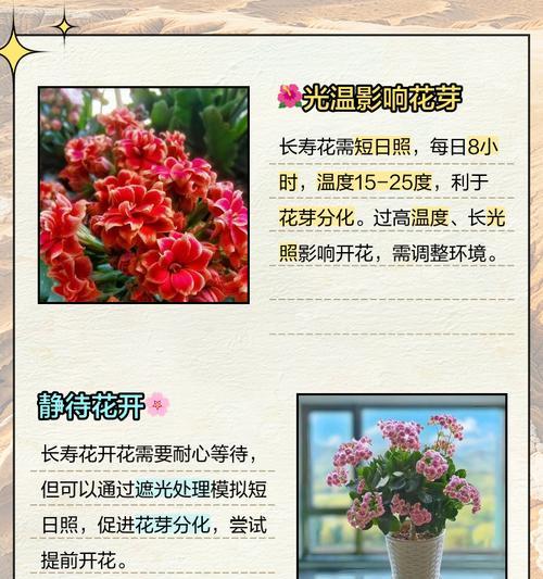 长寿花开花长歪了该如何处理？（教你解决长寿花开花长歪的困扰，让花朵更美！）-第1张图片-绿意生活