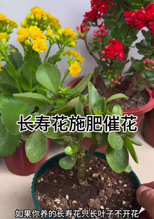 长寿花开花长歪了该如何处理？（教你解决长寿花开花长歪的困扰，让花朵更美！）-第2张图片-绿意生活