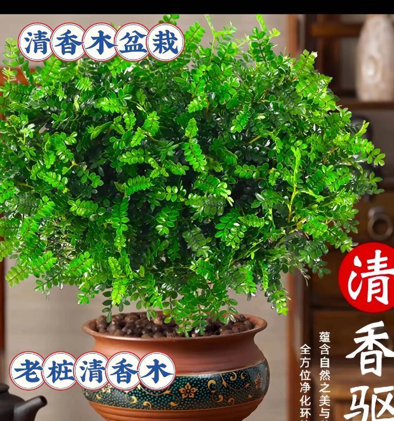 清香木适合放在卧室还是客厅？（传统文化和现代风水观的两难选择）-第2张图片-绿意生活