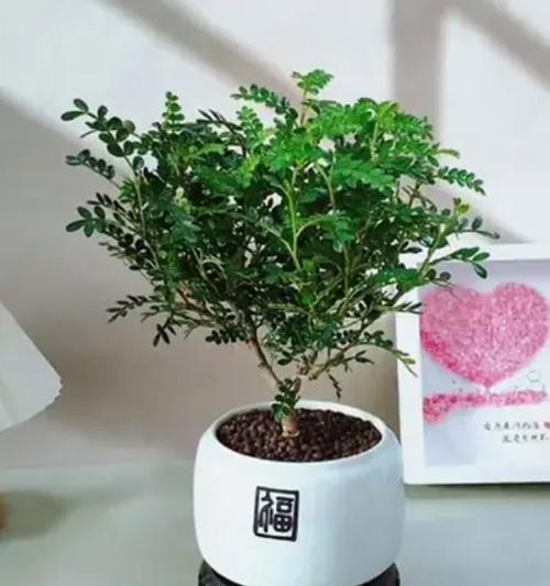 清香木适合放在卧室还是客厅？（传统文化和现代风水观的两难选择）-第1张图片-绿意生活