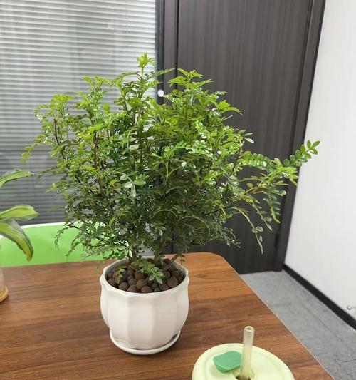 清香木适合放在卧室还是客厅？（传统文化和现代风水观的两难选择）-第3张图片-绿意生活