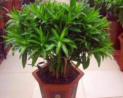 百合花的空气净化功能（从吸甲醛到改善室内环境，百合花都能为你做到）-第3张图片-绿意生活