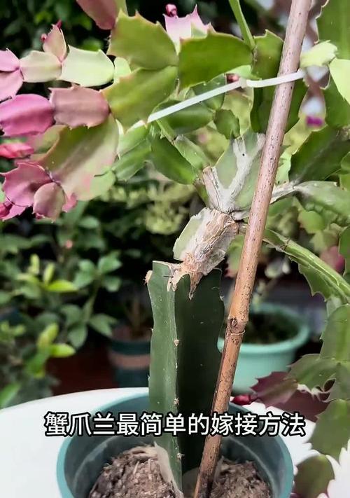 如何处理蟹爪兰根系腐烂问题（有效应对蟹爪兰根系腐烂，拯救你的蟹爪兰）-第2张图片-绿意生活