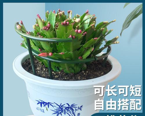 打造简易的太阳花盆栽架，让阳光充满生活（DIY花盆栽架子的简易方法，实现家居阳光种植）-第3张图片-绿意生活