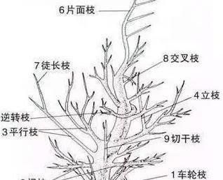 龙翅海棠修剪与造型指南（修剪时间、方法和技巧详解，打造美轮美奂的海棠花园）-第1张图片-绿意生活