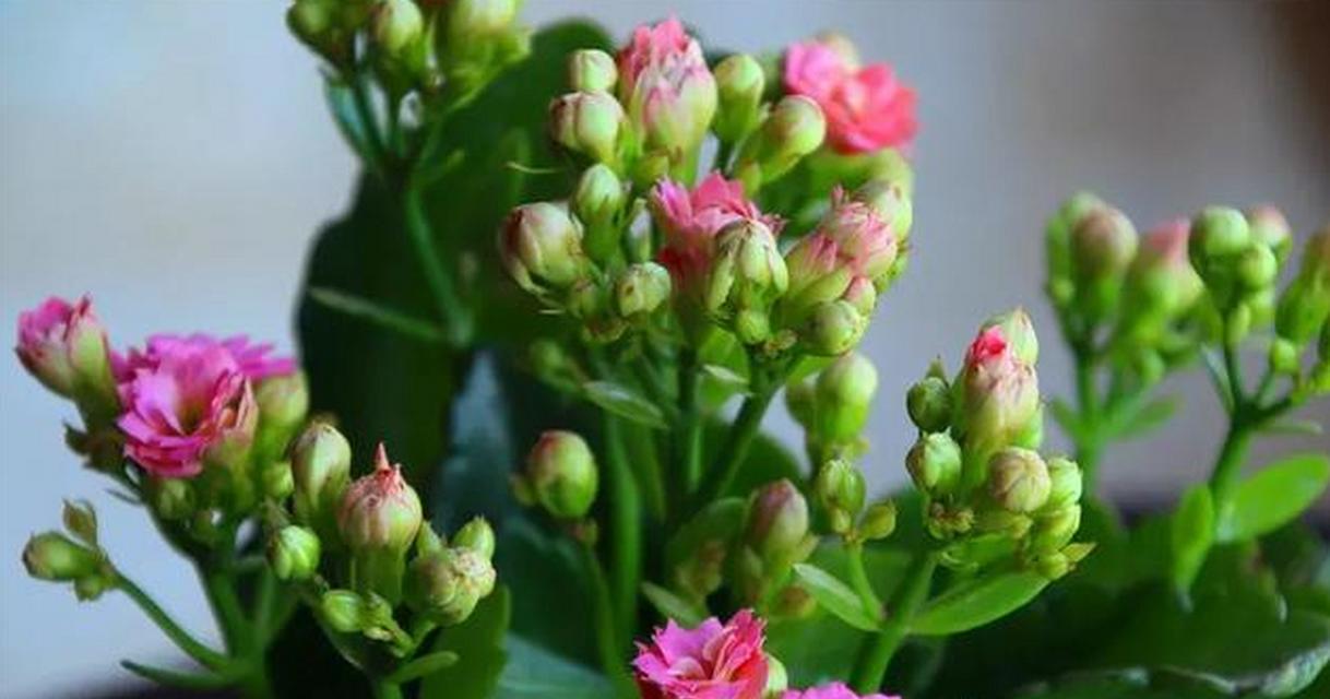 如何养护多肉植物，让它们长寿开花（多肉植物养护技巧与要点）-第1张图片-绿意生活