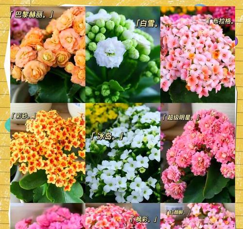 如何养护多肉植物，让它们长寿开花（多肉植物养护技巧与要点）-第3张图片-绿意生活