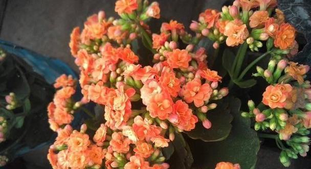 如何养护多肉植物，让它们长寿开花（多肉植物养护技巧与要点）-第2张图片-绿意生活