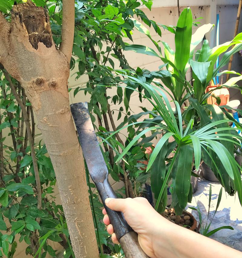 怎样救治发财树叶子发白？（快速解决发财树叶子发白的方法）-第1张图片-绿意生活