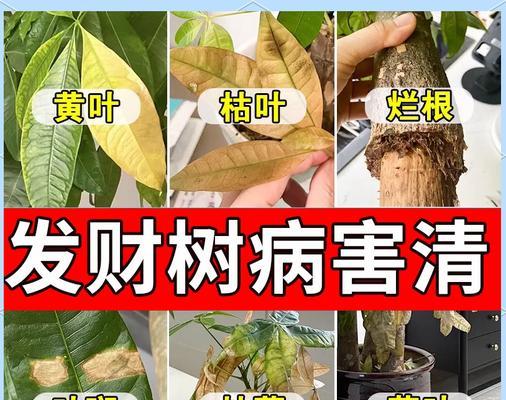 怎样救治发财树叶子发白？（快速解决发财树叶子发白的方法）-第3张图片-绿意生活