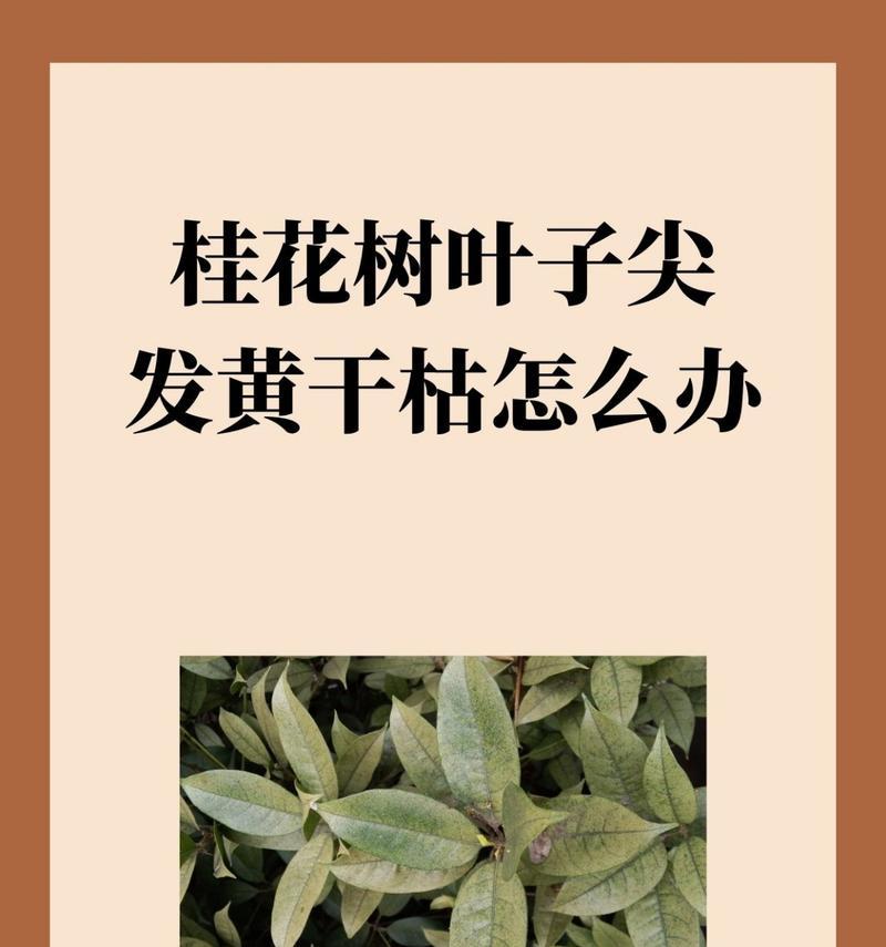 桂花一周不浇水怎么办？（如何保护桂花在没有水源的情况下生存？）-第2张图片-绿意生活