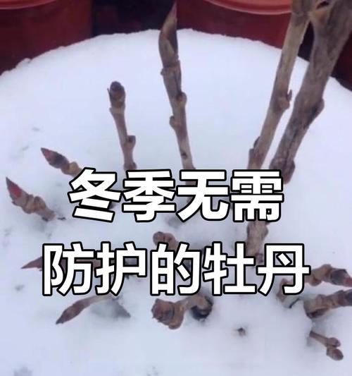 室内牡丹越冬的养护技巧（掌握关键步骤，让牡丹在室内安全越冬）-第1张图片-绿意生活