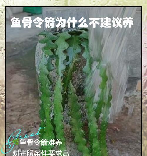 秋季养殖令箭的技巧和要点（打造丰收的秋季令箭养殖之道）-第2张图片-绿意生活