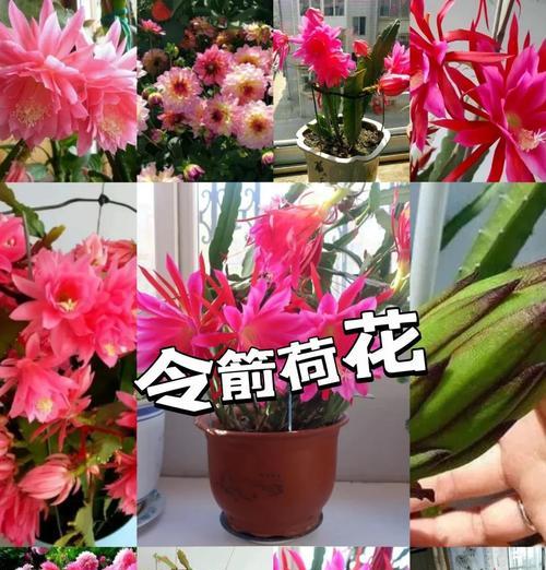 秋季养殖令箭的技巧和要点（打造丰收的秋季令箭养殖之道）-第3张图片-绿意生活