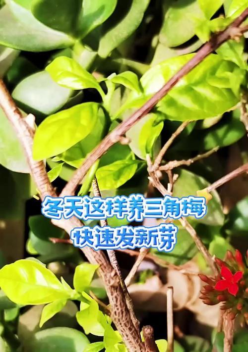 如何养护三角梅，让其开花茂盛（掌握关键要点，让三角梅绽放绚丽花海）-第2张图片-绿意生活