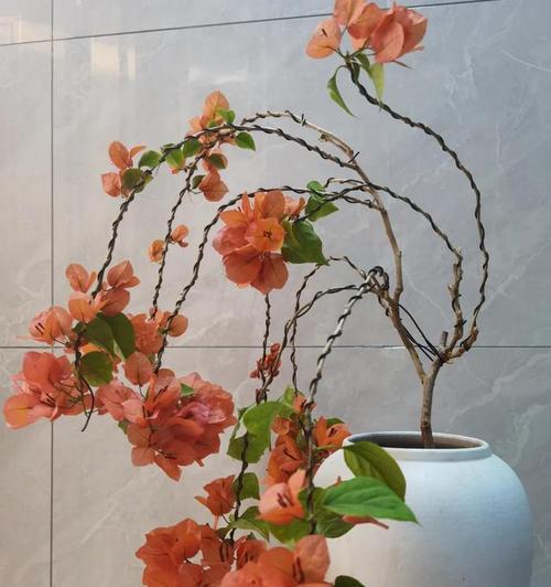 如何养护三角梅，让其开花茂盛（掌握关键要点，让三角梅绽放绚丽花海）-第1张图片-绿意生活