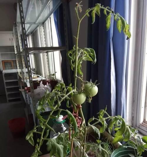 盆栽丝瓜怎么样压蔓？（了解如何进行盆栽丝瓜的蔓延管理）-第3张图片-绿意生活