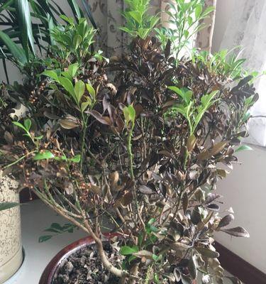 如何补救发黑的墨兰叶子（有效措施帮助墨兰叶子恢复鲜绿色）-第2张图片-绿意生活