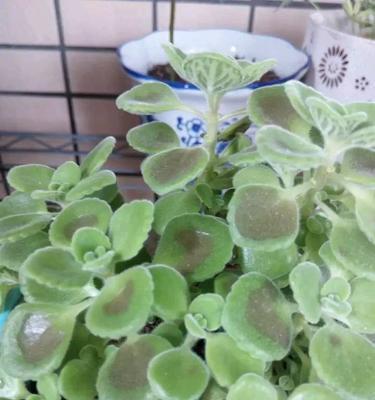 如何补救发黑的墨兰叶子（有效措施帮助墨兰叶子恢复鲜绿色）-第3张图片-绿意生活