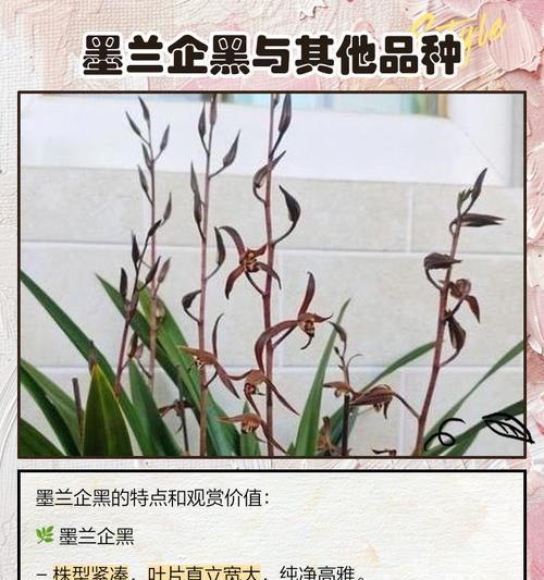 如何补救发黑的墨兰叶子（有效措施帮助墨兰叶子恢复鲜绿色）-第1张图片-绿意生活
