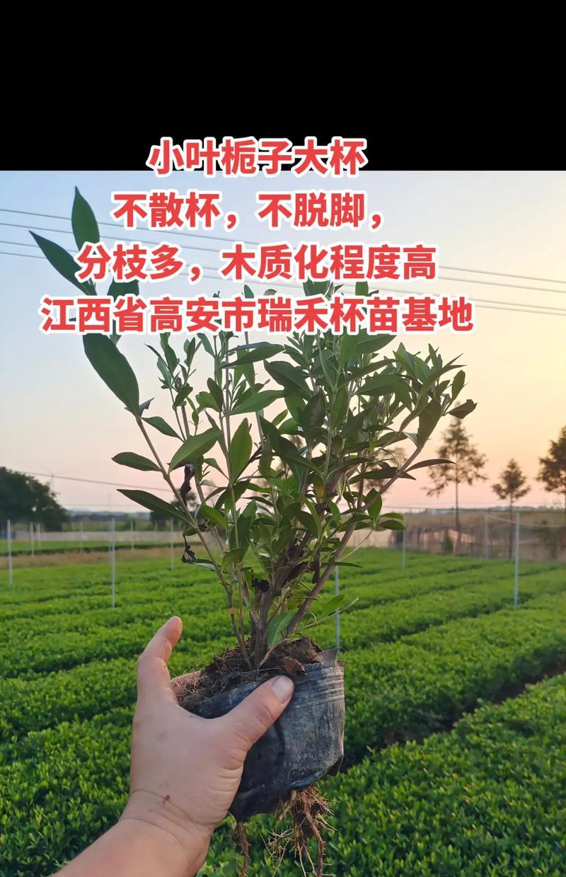 小叶栀子叶子发黄的原因及处理方法（探究小叶栀子叶子发黄的原因并提供相应的处理方法）-第2张图片-绿意生活