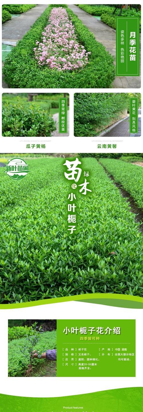 小叶栀子叶子发黄的原因及处理方法（探究小叶栀子叶子发黄的原因并提供相应的处理方法）-第1张图片-绿意生活