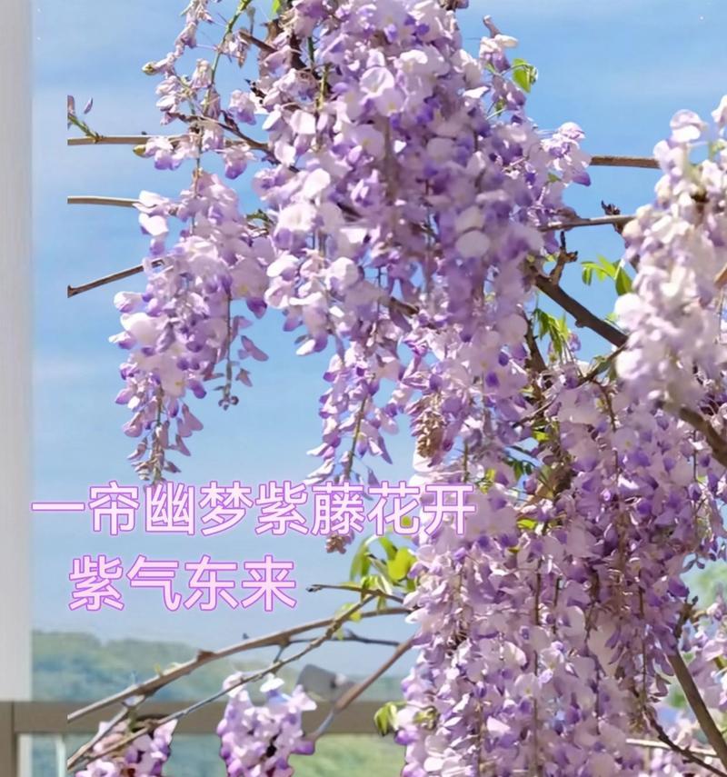 以多花紫藤的种植技巧与繁殖方法（打造美丽花坛的不二选择，多花紫藤带来的绚丽色彩与迷人芳香）-第1张图片-绿意生活