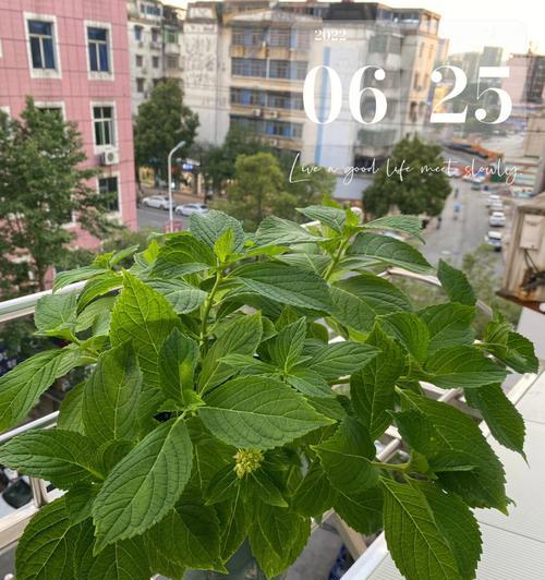 科学浇水，让你的夏季植物茁壮成长（掌握蒂亚夏季浇水的关键，让你的植物活力四溢）-第1张图片-绿意生活