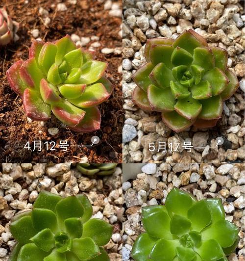 科学浇水，让你的夏季植物茁壮成长（掌握蒂亚夏季浇水的关键，让你的植物活力四溢）-第3张图片-绿意生活