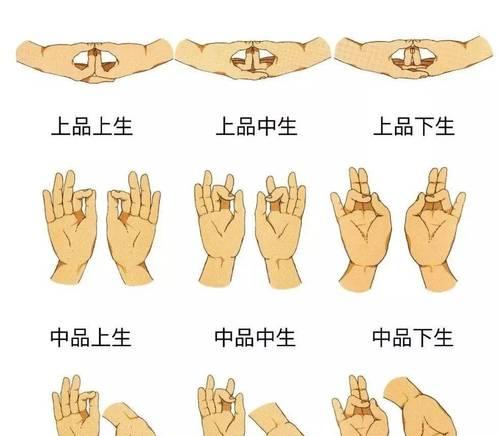 佛手掌繁殖的方法与技巧（探秘佛手掌繁殖的奥秘，助你成功培育新苗）-第3张图片-绿意生活