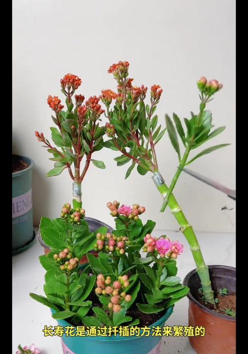 龙骨花扦插繁殖指南（如何成功扦插繁殖龙骨花）-第2张图片-绿意生活