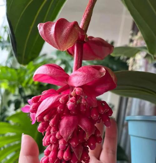 提升宝莲花多开花的技巧（培育方法、光照与水分管理、施肥要点等关键因素）-第1张图片-绿意生活