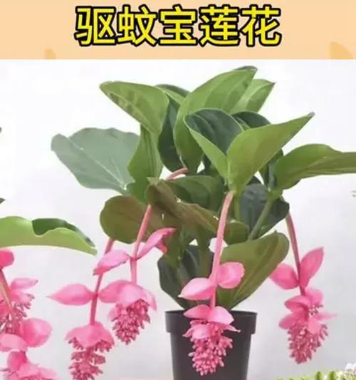 提升宝莲花多开花的技巧（培育方法、光照与水分管理、施肥要点等关键因素）-第3张图片-绿意生活