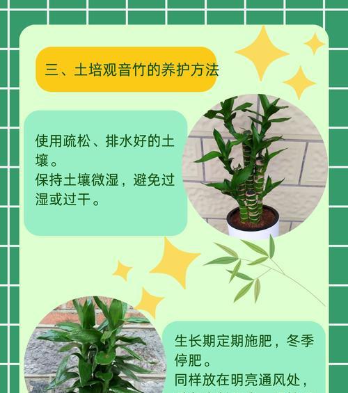冬天观音竹叶子干了怎么办？（保护观音竹叶子的方法与注意事项）-第1张图片-绿意生活