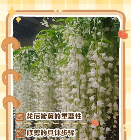 茉莉花老桩修剪的技巧与要点（打造健康茂盛的茉莉花丛林，掌握修剪技巧关键在于...）-第1张图片-绿意生活