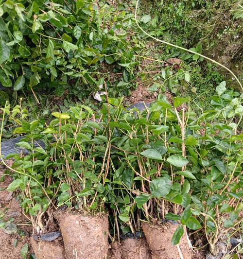 茉莉花老桩修剪的技巧与要点（打造健康茂盛的茉莉花丛林，掌握修剪技巧关键在于...）-第2张图片-绿意生活