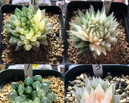 玉露种植全攻略（从零开始，轻松栽培玉露的秘诀）-第1张图片-绿意生活