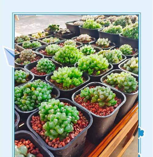 玉露种植全攻略（从零开始，轻松栽培玉露的秘诀）-第2张图片-绿意生活