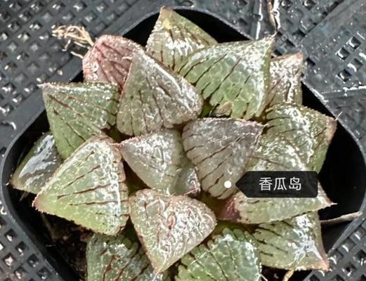 玉露种植全攻略（从零开始，轻松栽培玉露的秘诀）-第3张图片-绿意生活