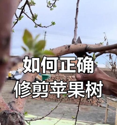 小区花草树木修剪指南（打造美丽宜居的绿色家园）-第2张图片-绿意生活